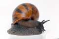 Achatina achatina Benin, semiadult